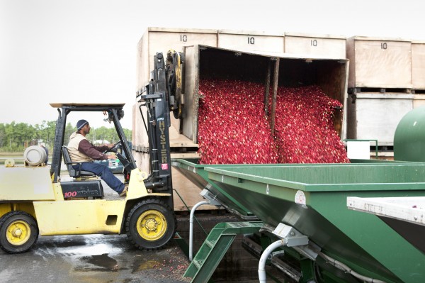 Hi-Lo discharging cranberries into hopper (Haines & Haines Pine Island Cranberry Co. Inc.)