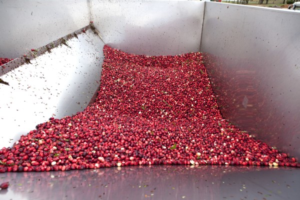 Cranberries feed into conveyor belt (Haines & Haines Pine Island Cranberry Co. Inc.)