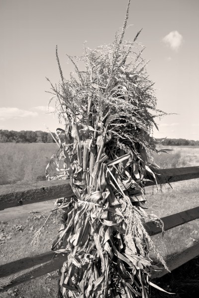 Corn Shock (Fresh Ponds Rd., East Brunswick NJ)